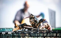 Big Green Egg Kochbuch Modus Operandi -Weber Verkäufe BigGreenEgg ModusOperandi Oosterscheldekreeft 4